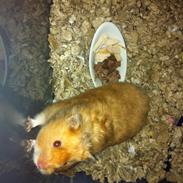 Hamster Sofus