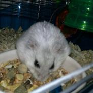 Dværghamster Tulle "Tulsen" Dyreborg