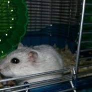 Dværghamster Tulle "Tulsen" Dyreborg