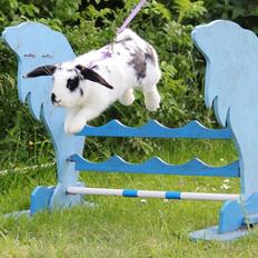 Kanin - Sunsides Silent Power