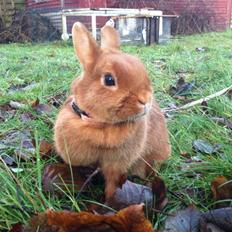 Kanin Maalum Na Kamili | Hermelin14/4-2011- 24/2-2013 †