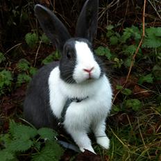 Kanin harbo´s Jolly-Cola | hollænder