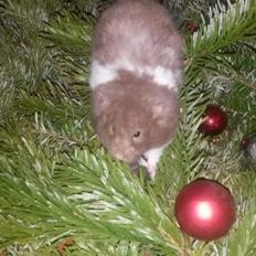 Hamster Tusse´s Maracuja