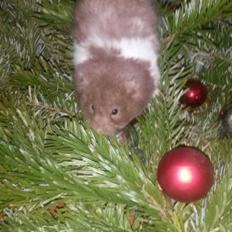 Hamster Tusse´s Maracuja