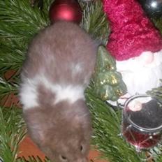 Hamster Tusse´s Maracuja