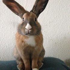 Kanin Christinegården's Elliott