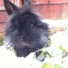 Kanin zeva | Blanding