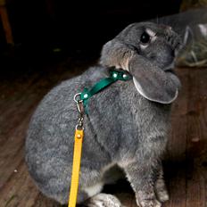 Kanin CAs Warna Bayi Biru
