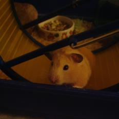 Hamster Olivia (Guldhamster)