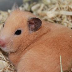 Hamster Olivia (Guldhamster)