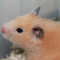 Hamster Olivia (Guldhamster)
