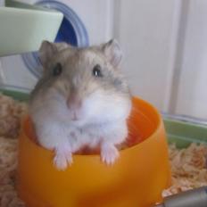 Dværghamster Tadeo (Hvil i fred <3)