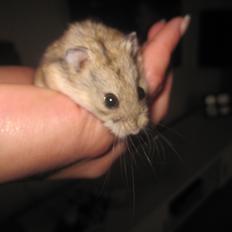 Dværghamster Tio (Hvil i fred <3)