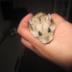 Dværghamster Tio (Hvil i fred <3)
