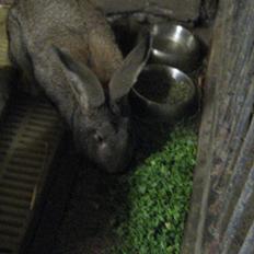 Kanin Belgisk kæmpe Trunte