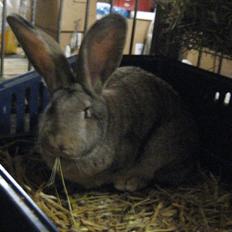 Kanin Belgisk kæmpe Trunte