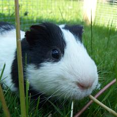 Marsvin Draco R.I.P.