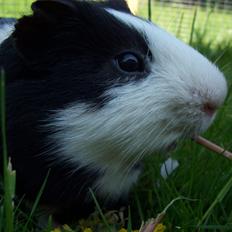 Marsvin Draco R.I.P.