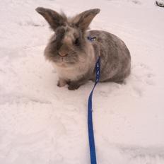 Kanin Lægaardens Tex