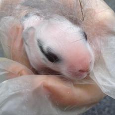 Kanin Bybjærggårdens Snehvide