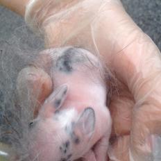 Kanin Bybjærggårdens Snehvide