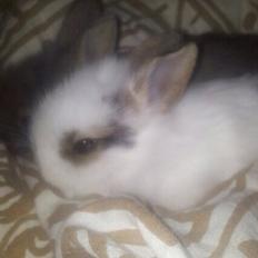 Kanin Bybjærggårdens Snehvide