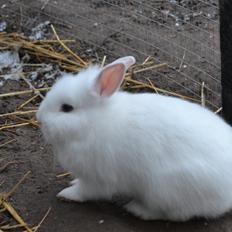 Kanin Björk *Den lille hvide*