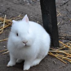 Kanin Björk *Den lille hvide*