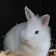 Kanin Björk *Den lille hvide*