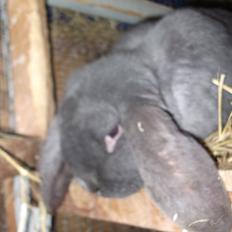 Kanin Claude *Fransk vædder)