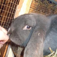 Kanin Claude *Fransk vædder)