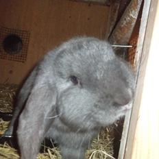 Kanin Claude *Fransk vædder)