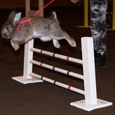 Kanin Picnic's Zombie