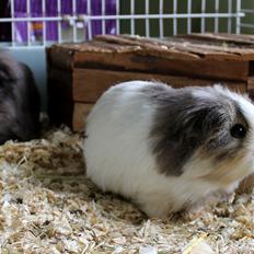 Marsvin MOLLY - fra Bleibak
