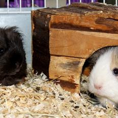 Marsvin MOLLY - fra Bleibak