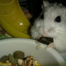 Dværghamster | Molly