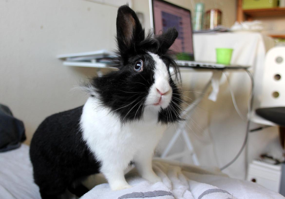 Kanin Billie billede 1