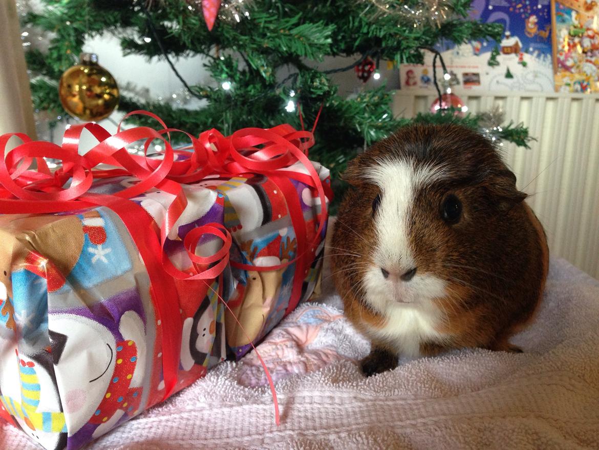 Marsvin | Ronja <3 billede 20