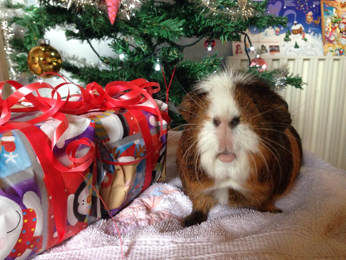 Marsvin | Ronja <3 billede 21