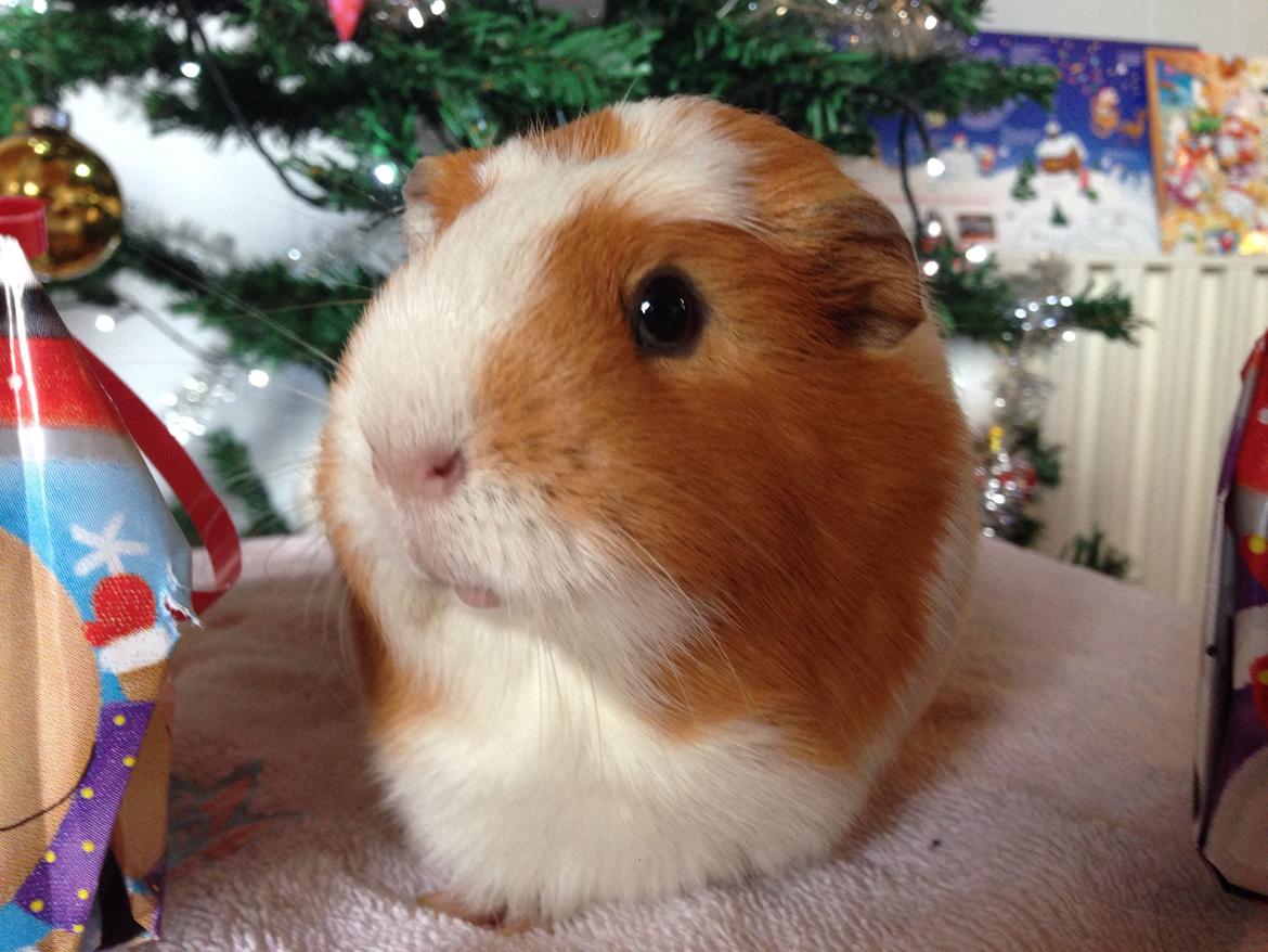 Marsvin | Pjuskemus <3 billede 12