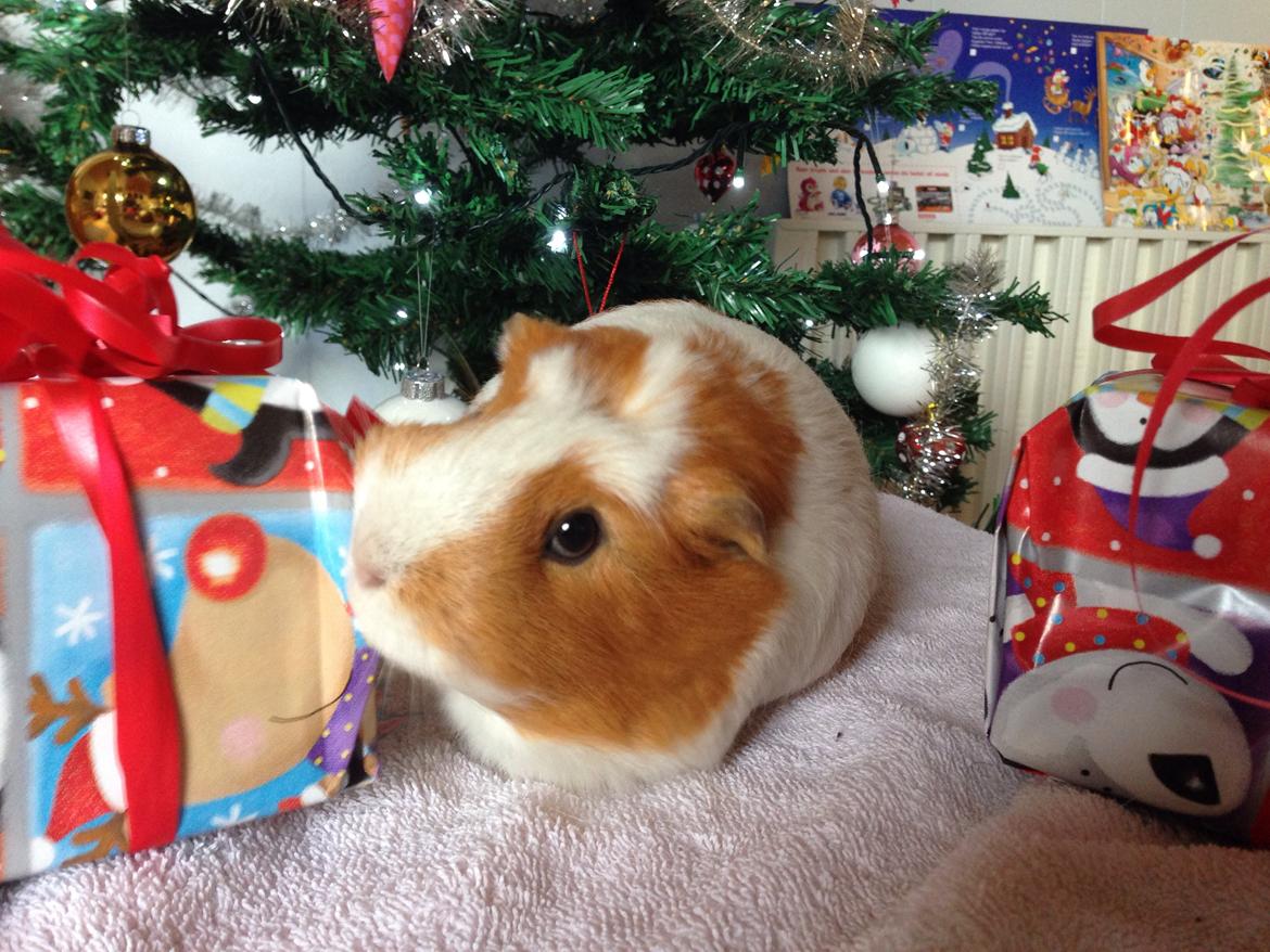 Marsvin | Pjuskemus <3 billede 14