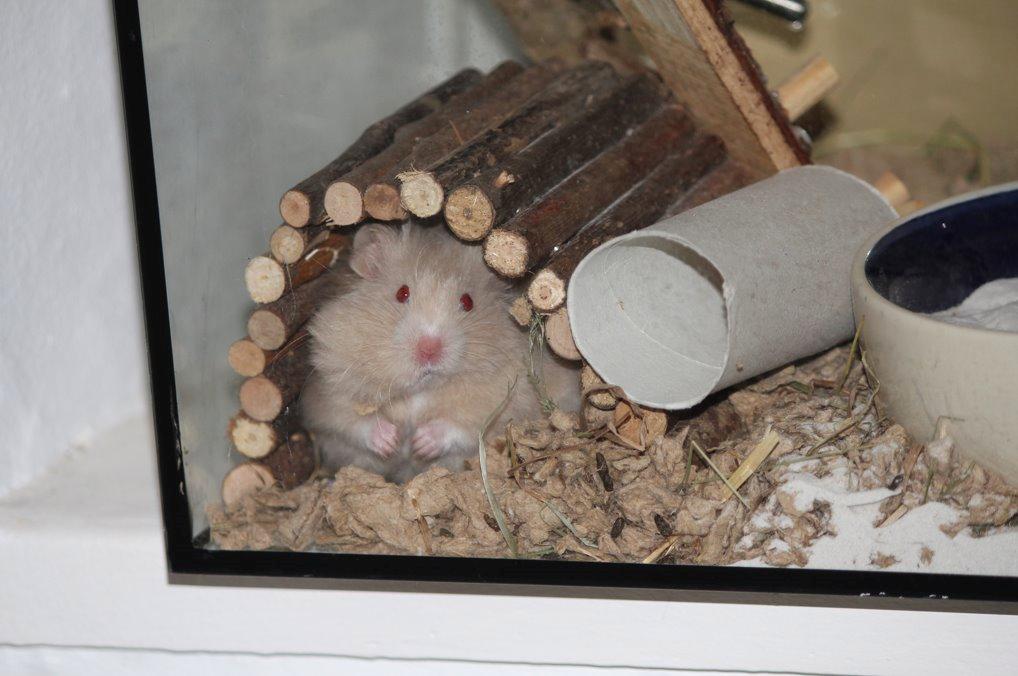 Hamster Simses Uffe billede 2