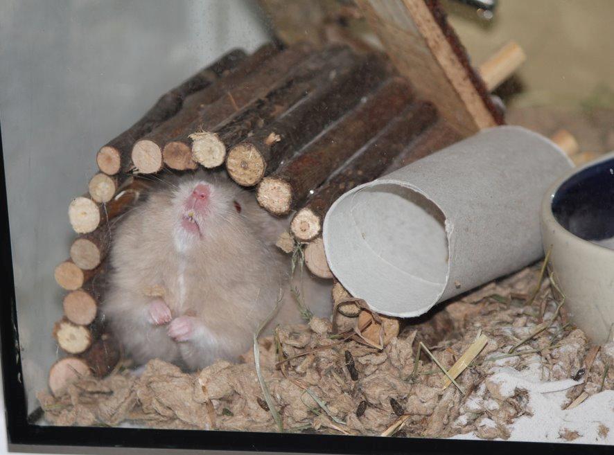 Hamster Simses Uffe billede 3