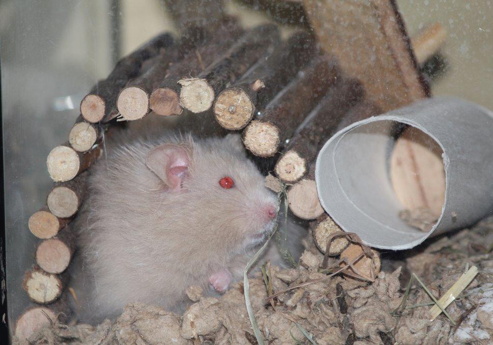 Hamster Simses Uffe billede 4