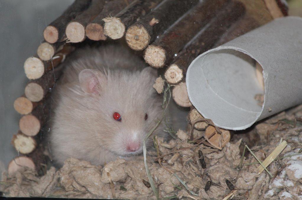 Hamster Simses Uffe billede 5