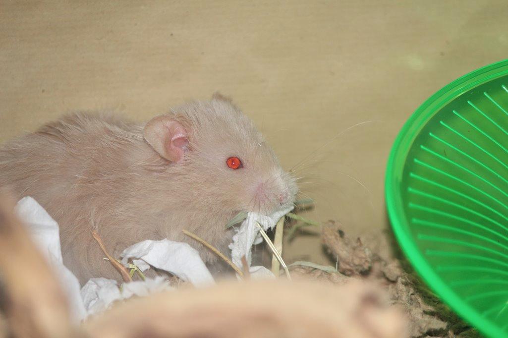 Hamster Simses Uffe - Omrokerer lige ;-) billede 6