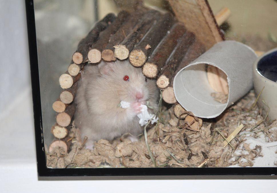 Hamster Simses Uffe billede 7