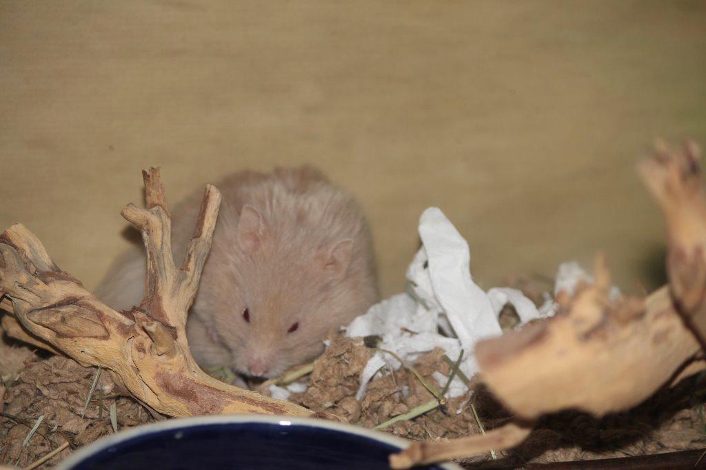 Hamster Simses Uffe billede 8