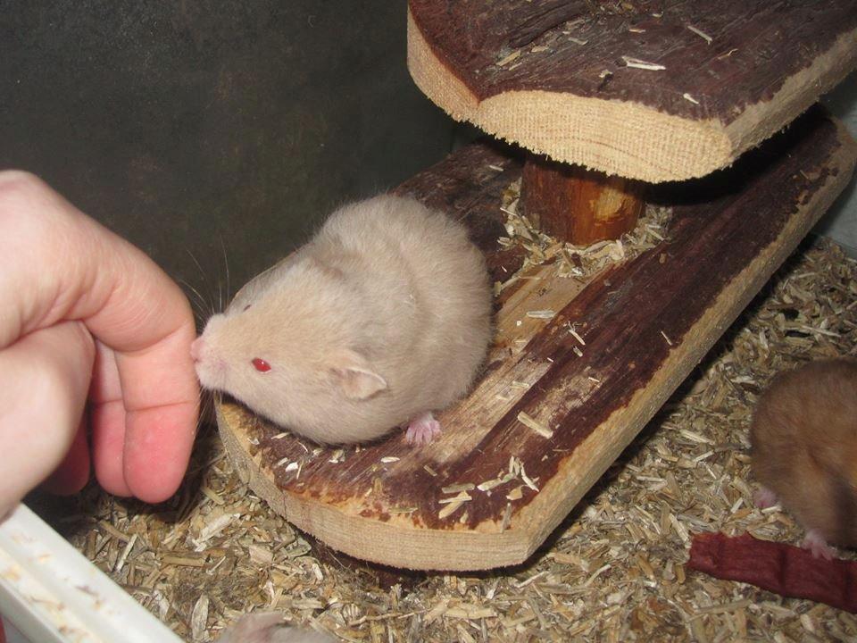Hamster Simses Uffe - Venligst udlånt af Simone S. Falckenberg (Simses Hamstery) billede 10