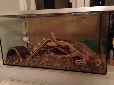 Hamster Simses Uffe - Uffes hjem  billede 11